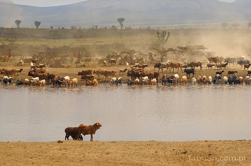 Africa; cattle; watering-place; waterhole