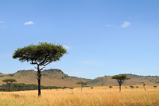 Africa; Kenya; Masai Mara; mountains; savannah