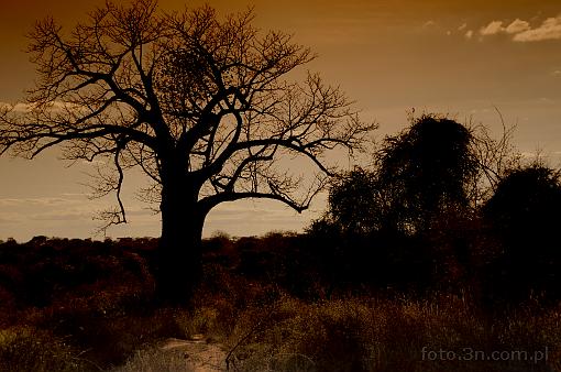 Africa; Kenya; tree; sunset; baobab