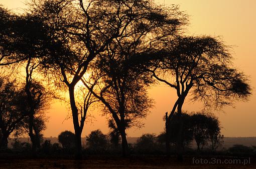 Africa; Kenya; tree; sunset