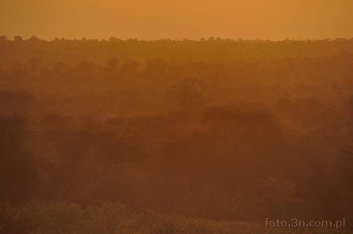 Africa; Kenya; tree; sunset; bush