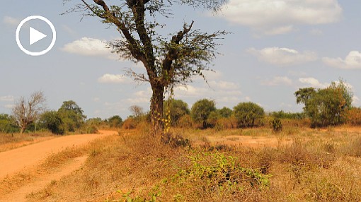 Africa; Kenya; bush