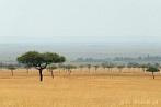 Africa; Kenya; Masai Mara; savannah