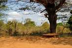 Africa; Kenya; bench; tree