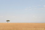 1CA1-0004; 3507 x 2331 pix; Africa, Kenya, savannah, tree, acacia