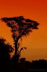 Africa; Kenya; sunset