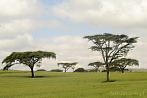 Africa; Kenya; tree; acacia