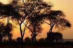 1CA1-0901; 3739 x 2483 pix; Africa, Kenya, tree, sunset