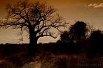 1CA1-0900; 4166 x 2767 pix; Africa, Kenya, tree, sunset, baobab