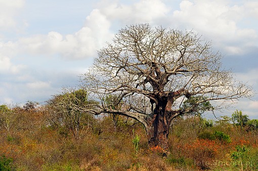 Africa; Kenya; tree; baobab