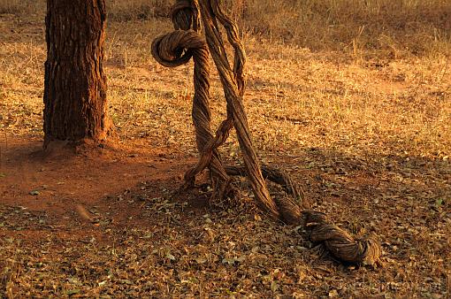 Africa; Kenya; tree; liana