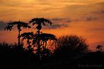 Africa; Kenya; popo fruit; papaya; sunset; clouds