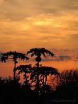Africa; Kenya; popo fruit; papaya; sunset; clouds