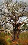 1CA6-0312; 3583 x 5665 pix; Africa, Kenya, tree, baobab