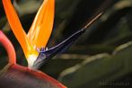 strelitzia reginae; crane flower; bird of paradise
