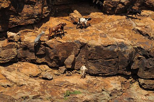 Africa; Kenya; Kerio Valley; rock; goat
