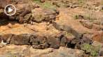 1CAA-1220; 1280 x 720 pix; Africa, Kenya, Kerio Valley, rock, goat