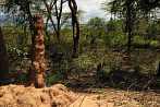 1CAA-1100; 3648 x 2422 pix; Africa, Kenya, Kerio Valley, termitary