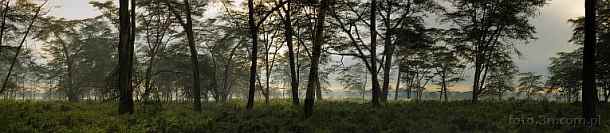 1CAB-0110; 11952 x 2631 pix; Africa, Kenya, Lake Nakuru, tropical forest, forest