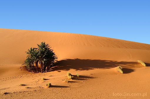 Africa; Morocco; Sahara; desert; dune; sand; palm tree; oasis
