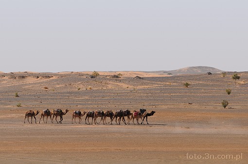 Africa; Morocco; Sahara; camel; desert; caravan