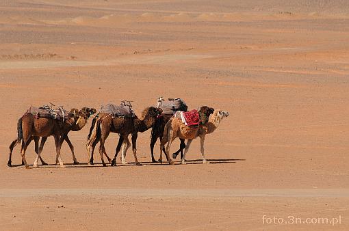 Africa; Morocco; Sahara; camel; desert; caravan
