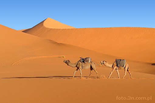 Africa; Morocco; Sahara; camel; desert; caravan; dune