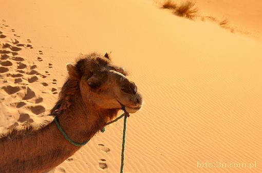 Africa; Morocco; Sahara; camel; desert