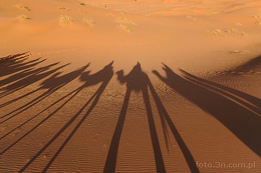 Africa; Morocco; Sahara; camel; desert; caravan; shadow