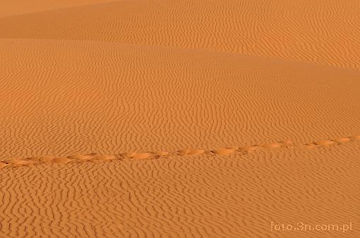 Africa; Morocco; Sahara; desert; sand; footprint; footmark