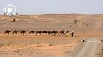1CD1-2000; 1280 x 720 pix; Africa, Morocco, Sahara, camel, desert