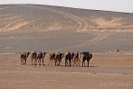 1CD1-2100; 3430 x 2278 pix; Africa, Morocco, Sahara, camel, desert, caravan