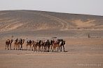 1CD1-2110; 3430 x 2278 pix; Africa, Morocco, Sahara, camel, desert, caravan