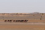 1CD1-2120; 3265 x 2168 pix; Africa, Morocco, Sahara, camel, desert, caravan