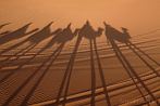 1CD1-2220; 3652 x 2426 pix; Africa, Morocco, Sahara, camel, desert, caravan, shadow