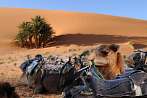1CD1-2202; 4288 x 2848 pix; Africa, Morocco, Sahara, camel, desert, layover