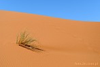 1CD1-1280; 4288 x 2848 pix; Africa, Morocco, Sahara, desert, dune, sand
