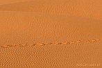 1CD1-2780; 3372 x 2239 pix; Africa, Morocco, Sahara, desert, sand, footprint, footmark
