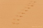 1CD1-2790; 4288 x 2848 pix; Africa, Morocco, Sahara, desert, sand, track, spoor