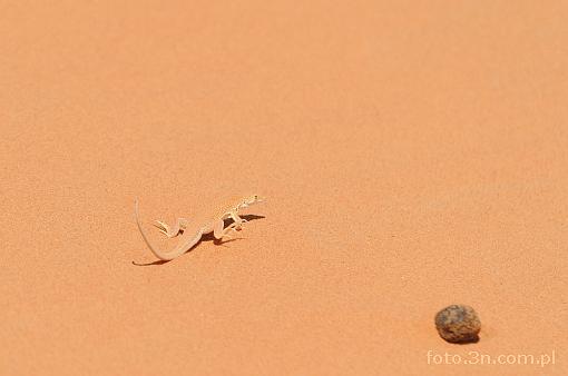 Africa; Morocco; Sahara; desert; sand; lizard