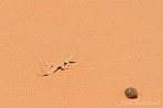 1CD2-0200; 3548 x 2357 pix; Africa, Morocco, Sahara, desert, sand, lizard