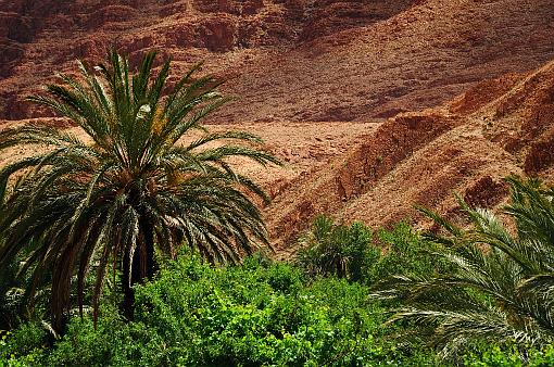 Africa; Morocco; palm; palm tree