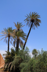 1CE3-0450; 2668 x 4017 pix; Africa, Morocco, Marrakech, palm, palm tree, Agdal, Agdal garden