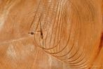 wood; wood growth ring