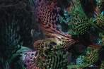 7021-0130; 6096 x 4064 pix; abstraction, fractal, coral, reef, coral reef